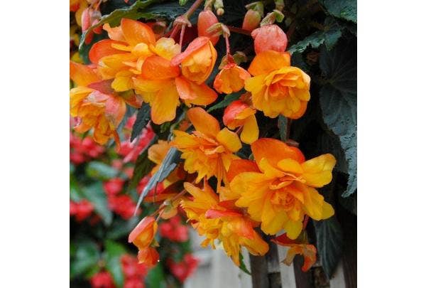 Knolbegonia - begonia in pot