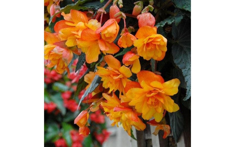 Knolbegonia - begonia in pot