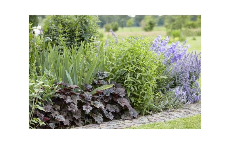 Border aanleggen met vaste planten