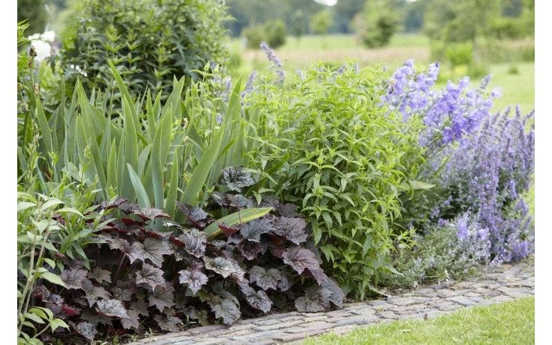 Border aanleggen met vaste planten