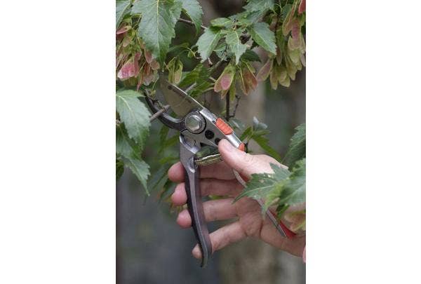 Esdoorn snoeien - hoe en wanneer