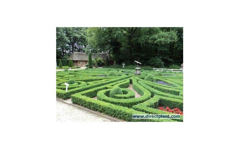 knooptuin