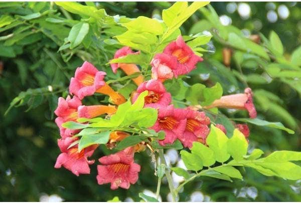Trompetbloem (Campsis radicans)