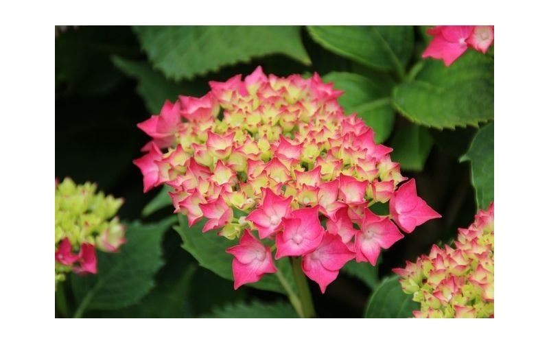 Hortensia planten en verzorgen