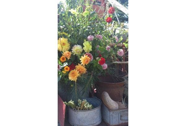 Potplanten op de herfsttafel
