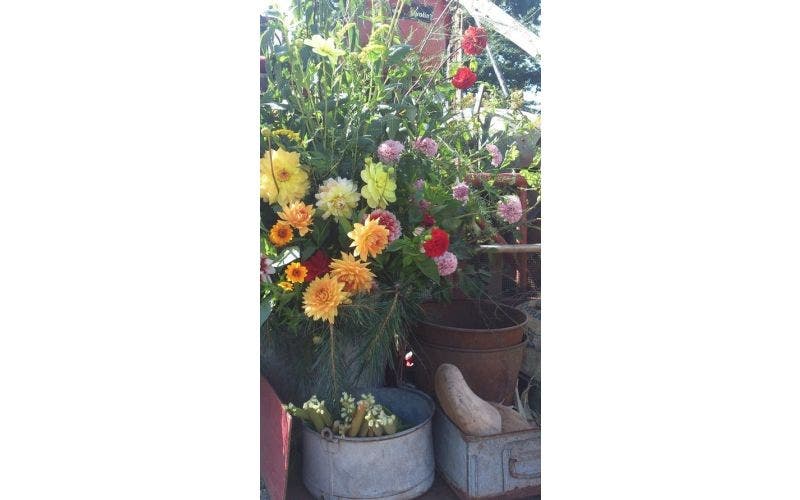Potplanten op de herfsttafel