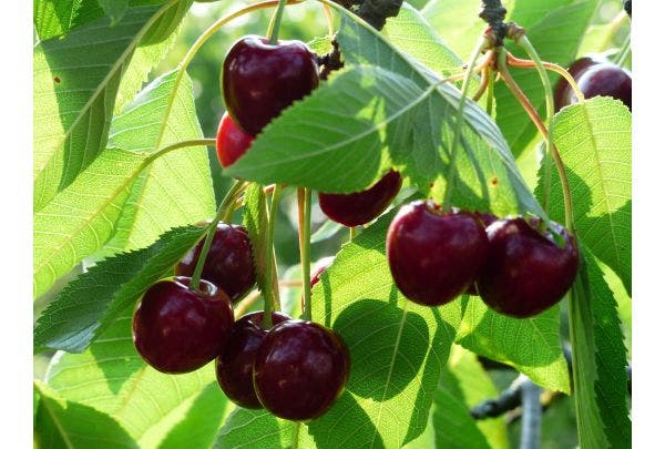 steenvruchten - kers