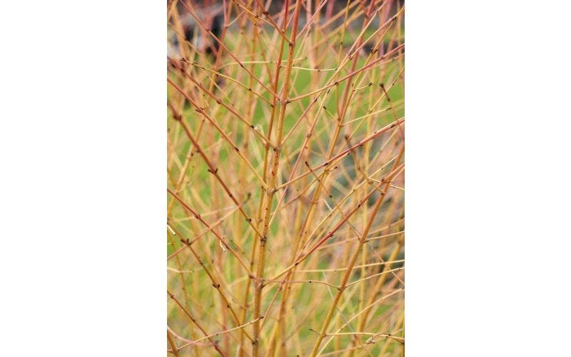 Kornoelje - Cornus