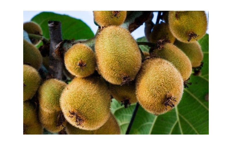 Kiwi