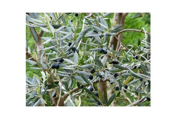 Olijfbomen planten en verzorgen
