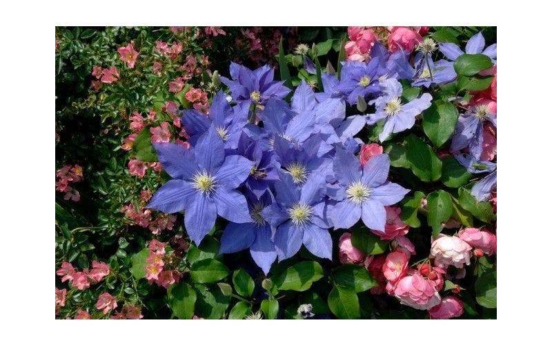 Clematis en roos combineren