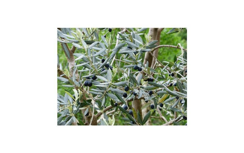 Olijfbomen planten en verzorgen