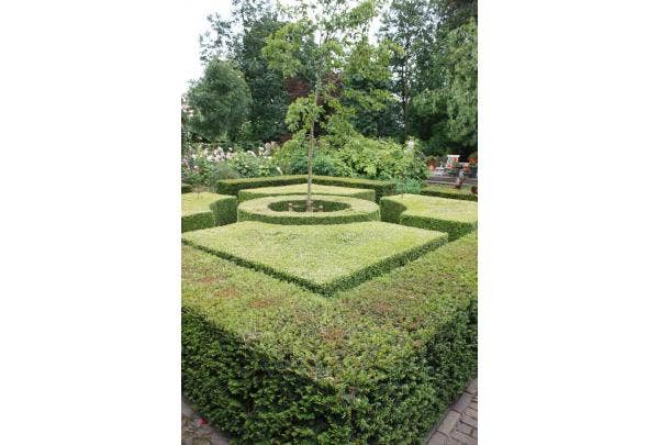 Taxushaag planten, snoeien en verzorgen