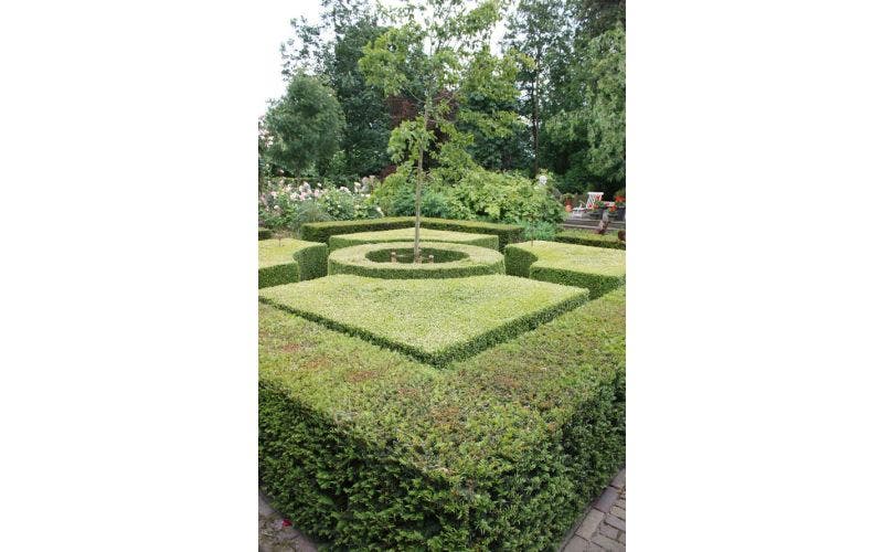 Taxushaag planten, snoeien en verzorgen