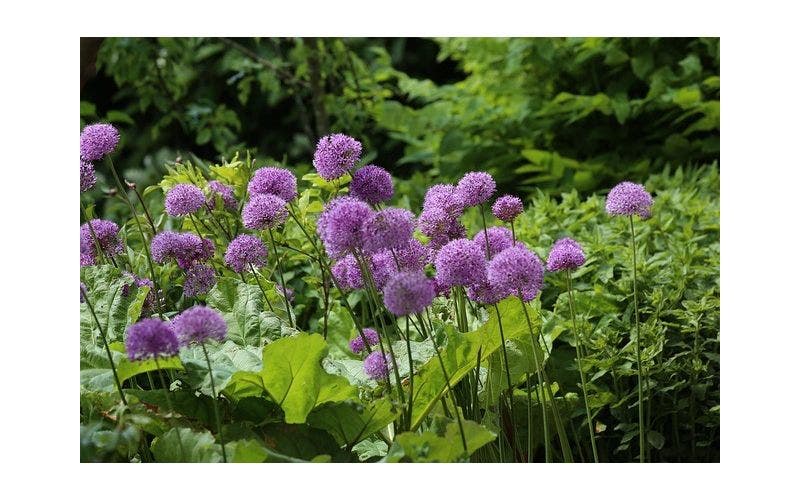 Sierui (Allium) soorten