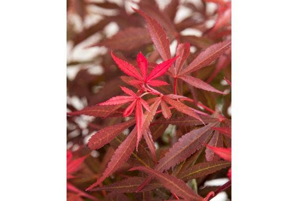 Japanse esdoorn soorten en verzorging