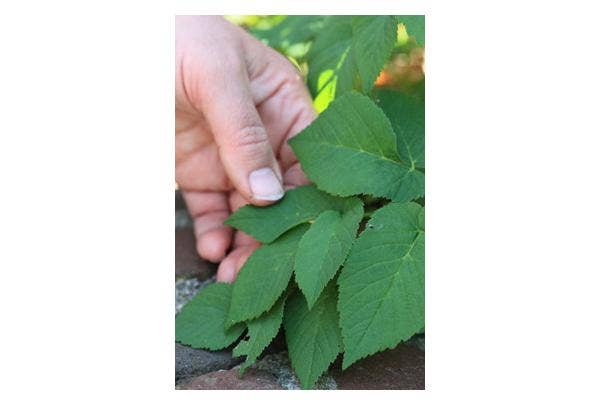 Zevenblad verwijderen