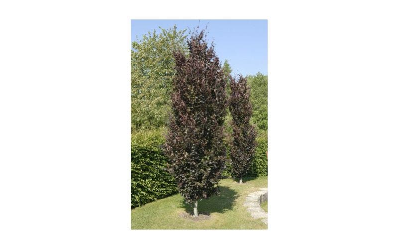 Zuilbomen planten en snoeien