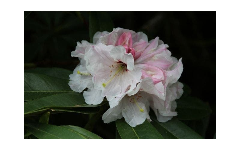 Kleinblijvende Rhododendron