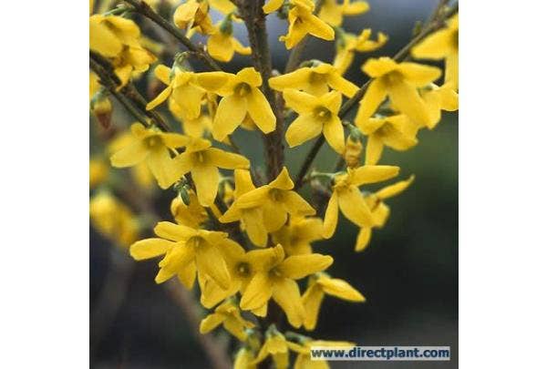 Gele en witte Forsythia