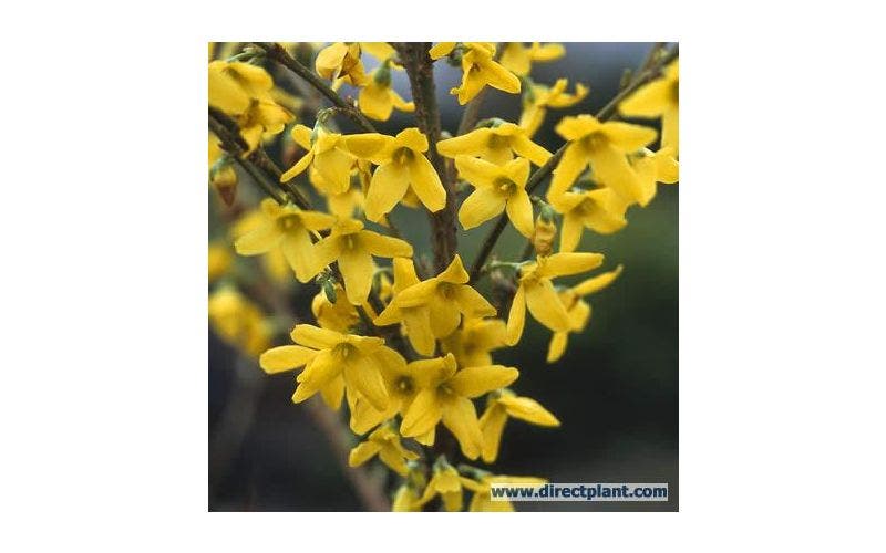 Gele en witte Forsythia