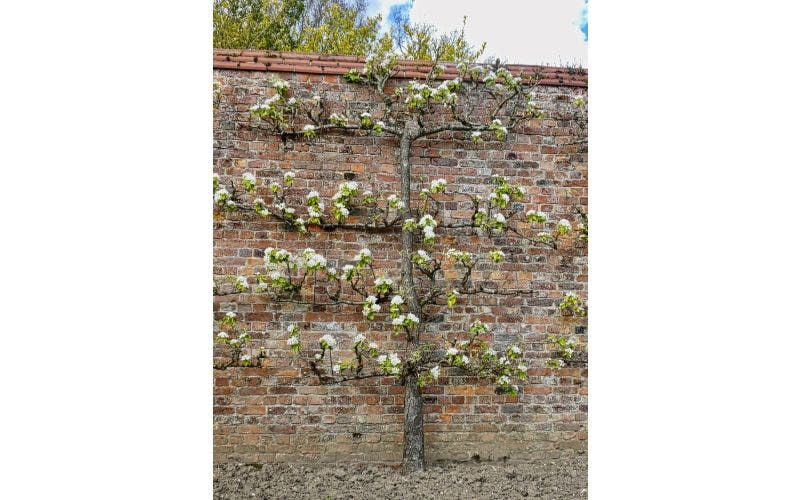 Leifruit
