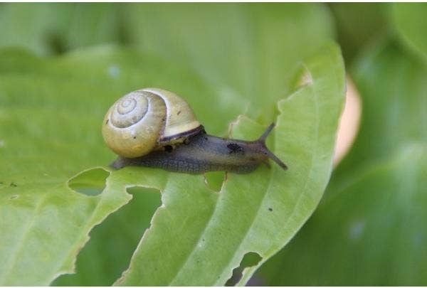 hosta beschermen tegen slakken
