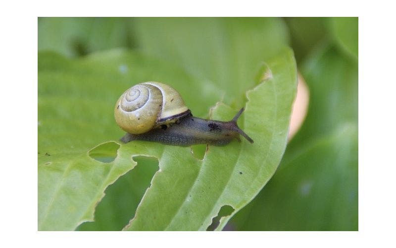 hosta beschermen tegen slakken