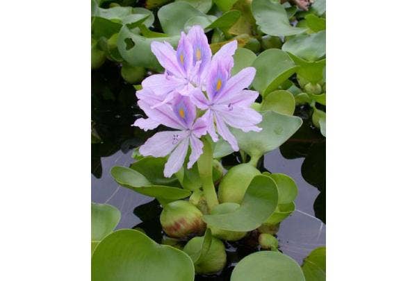 Soorten vijverplanten