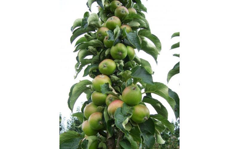 Zuilfruit