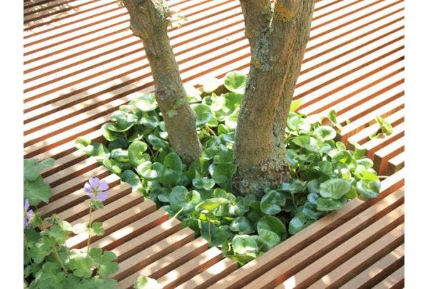 Boomspiegel beplanten