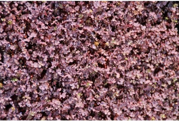 Bodembedekkers - soorten en verzorging