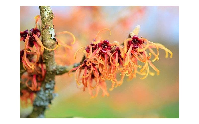 Toverhazelaar (Hamamelis)