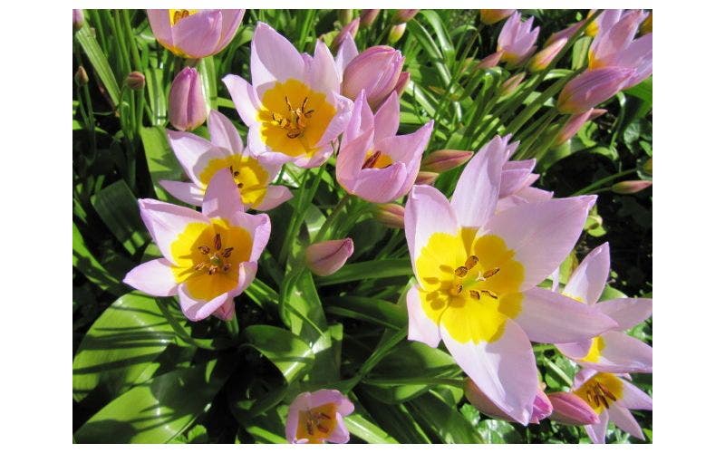 Botanische tulpen - verwilderingsbollen