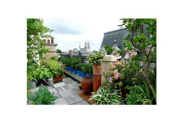 planten voor een daktuin of dakterras