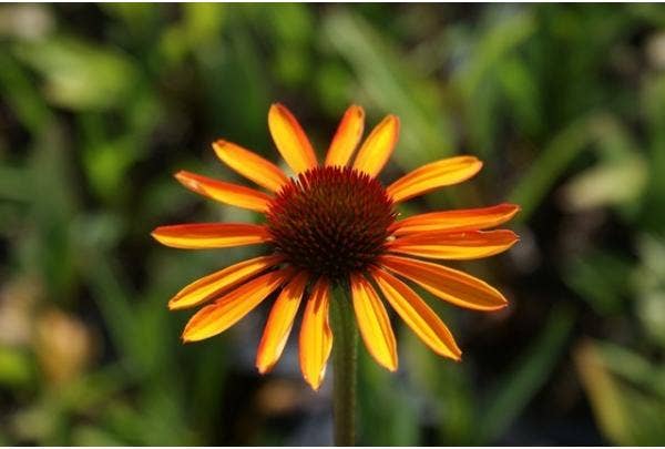 planten in de tuin soorten verzorging | Directplant