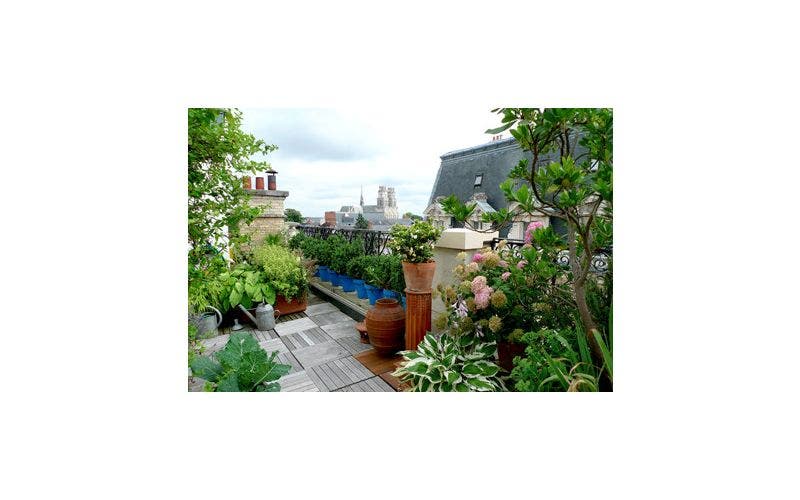 planten voor een daktuin of dakterras