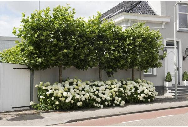 Leibomen planten