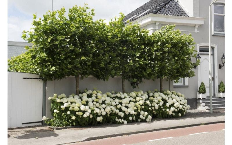 Leibomen planten