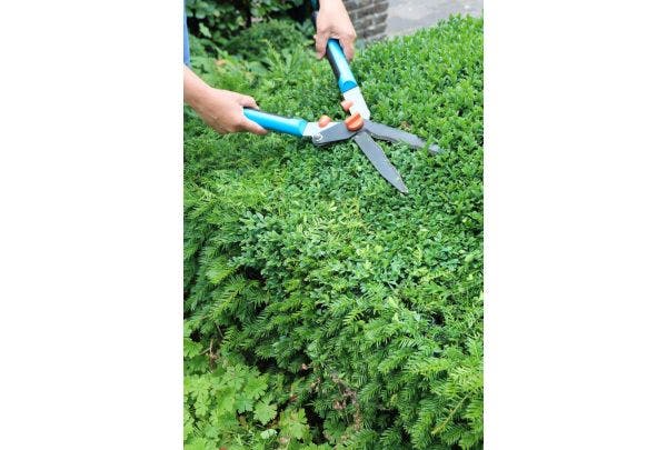 hagen snoeien en verzorgen