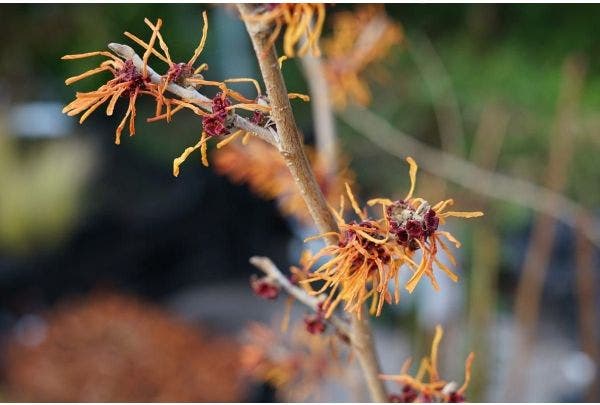Hamamelis mooie struik in januari