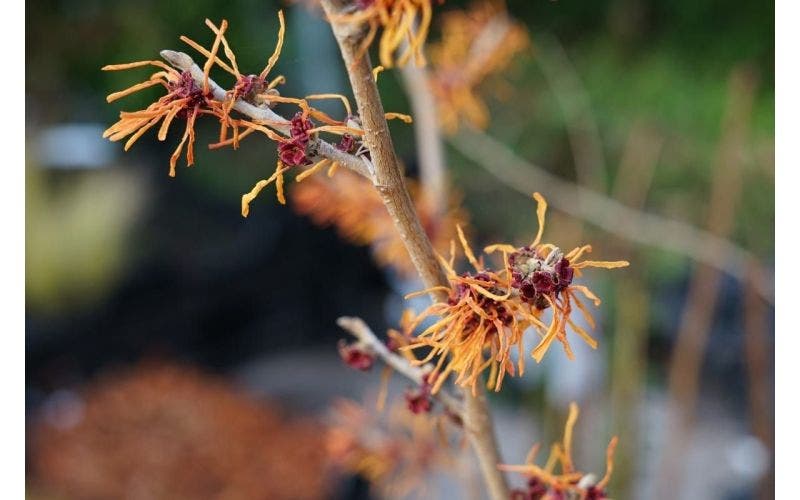 Hamamelis mooie struik in januari