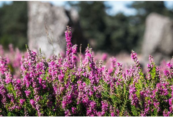 heide in de tuin