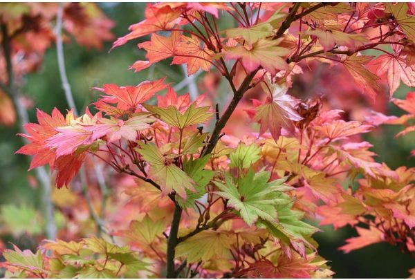 Herfstkleuren