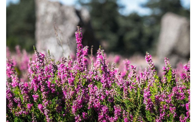 heide in de tuin