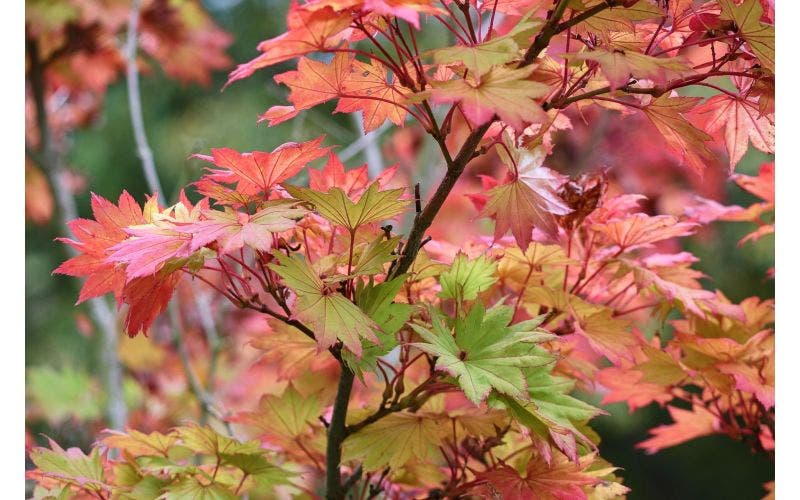 Herfstkleuren