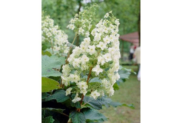 Hortensia soorten