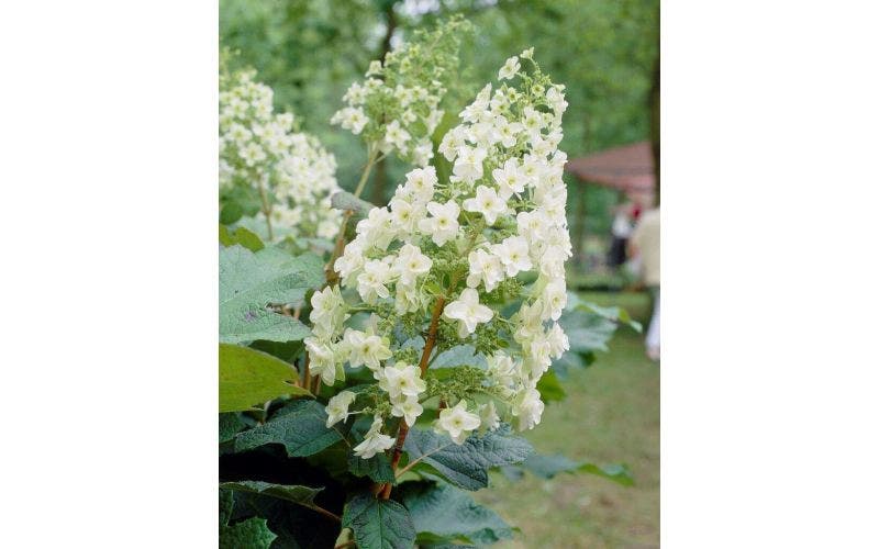 Hortensia soorten