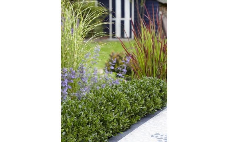 Buxus vervanger