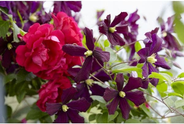 Klimplanten aanplanten en verzorgen